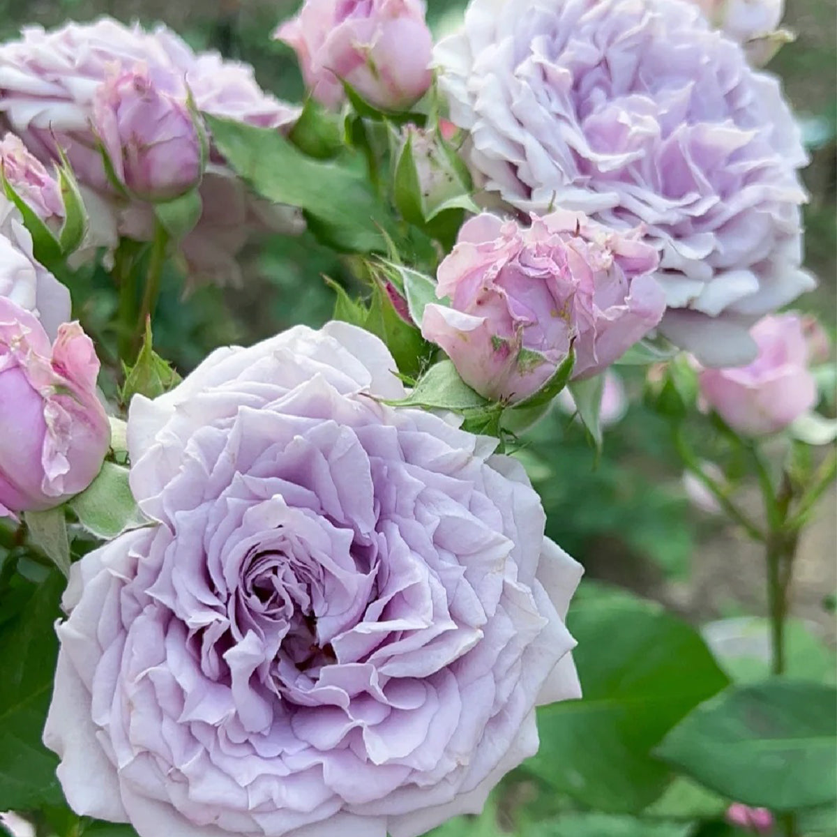 Colin Craven Japanese Florist Shrub Rose