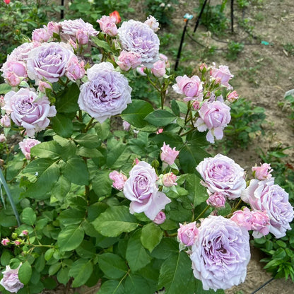 Colin Craven Japanese Florist Shrub Rose