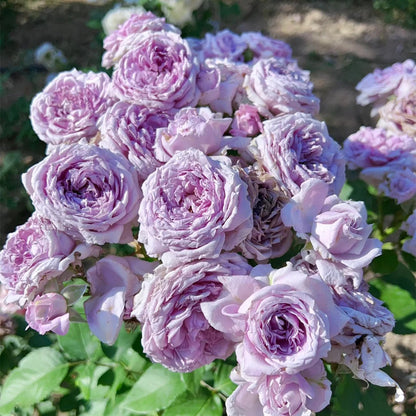 Colin Craven Japanese Florist Shrub Rose