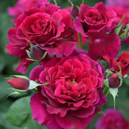 Colline Rouge Japanese Florist Shrub Rose