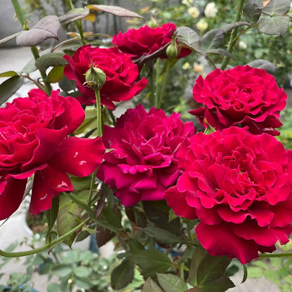 Colline Rouge Japanese Florist Shrub Rose