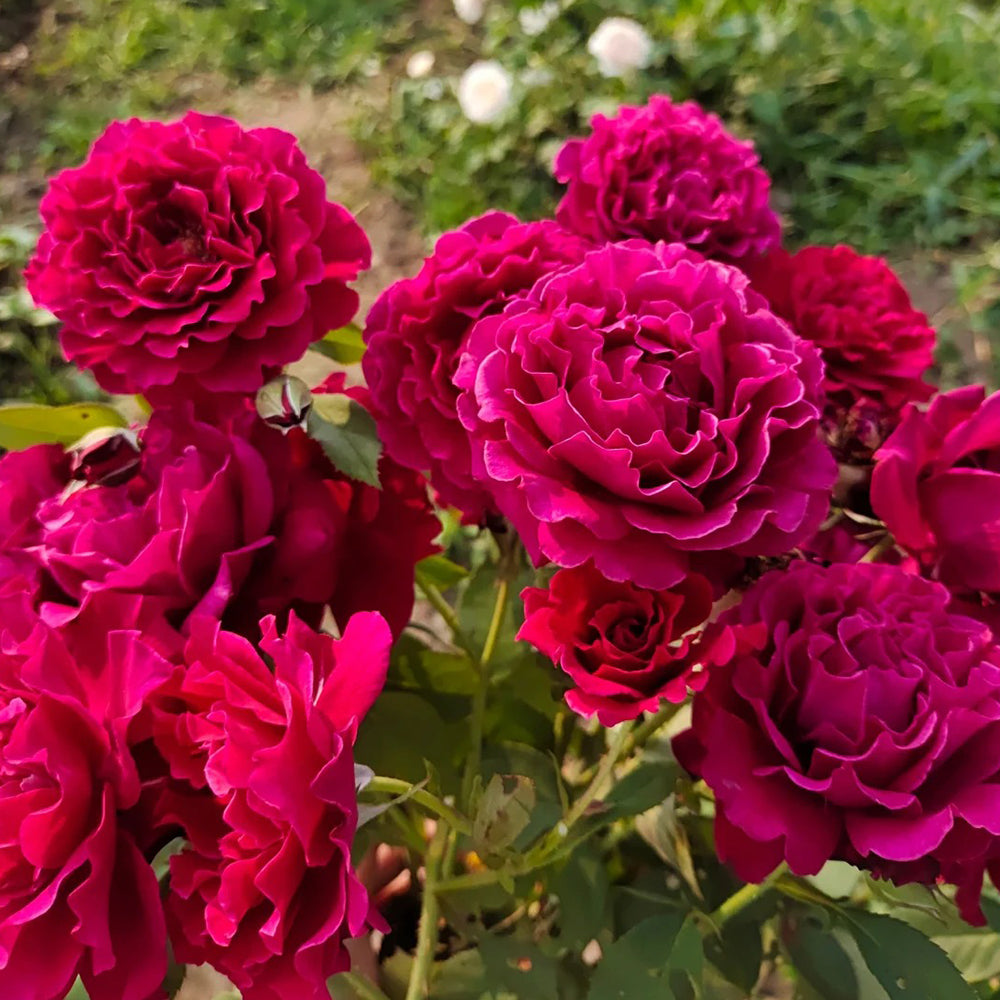 Colline Rouge Japanese Florist Shrub Rose – Highgarden Roses