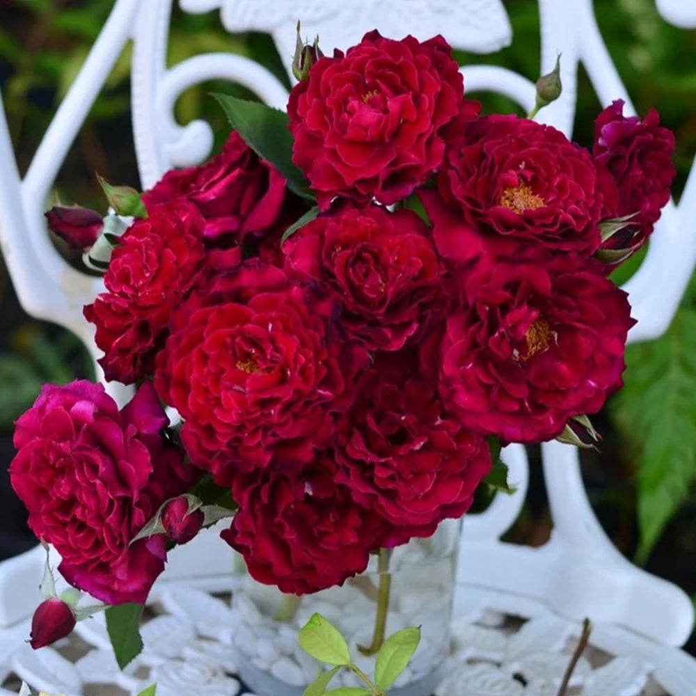 Colline Rouge Japanese Florist Shrub Rose