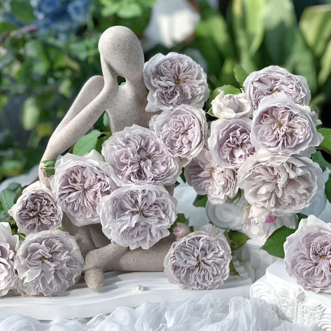 Color of Jupiter Japanese Florist Shrub Rose