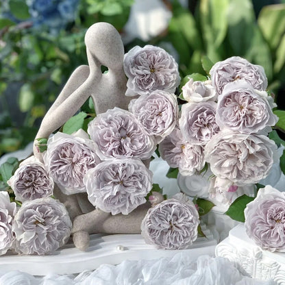 Color of Jupiter Japanese Florist Shrub Rose