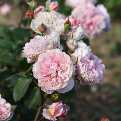 Color of Jupiter Japanese Florist Shrub Rose