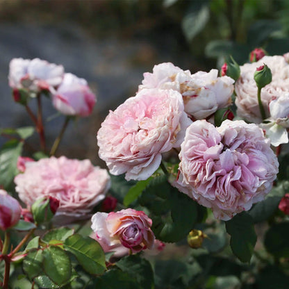 Color of Jupiter Japanese Florist Shrub Rose