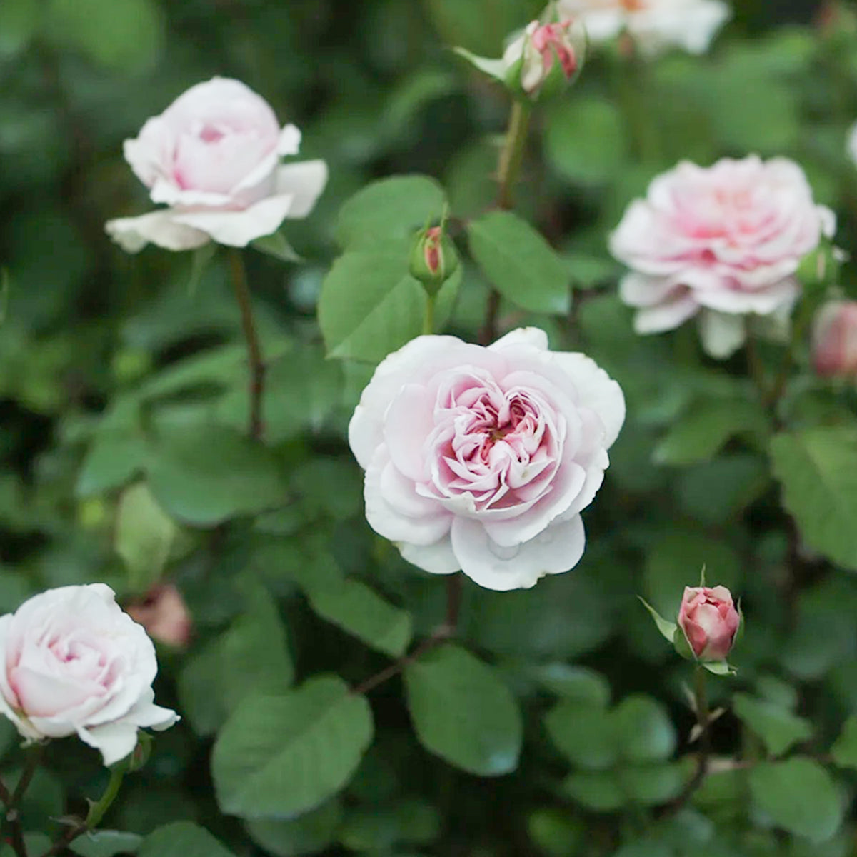 Color of Jupiter Japanese Florist Shrub Rose
