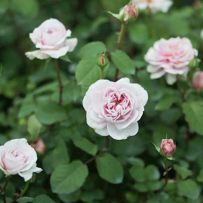 Color of Jupiter Japanese Florist Shrub Rose