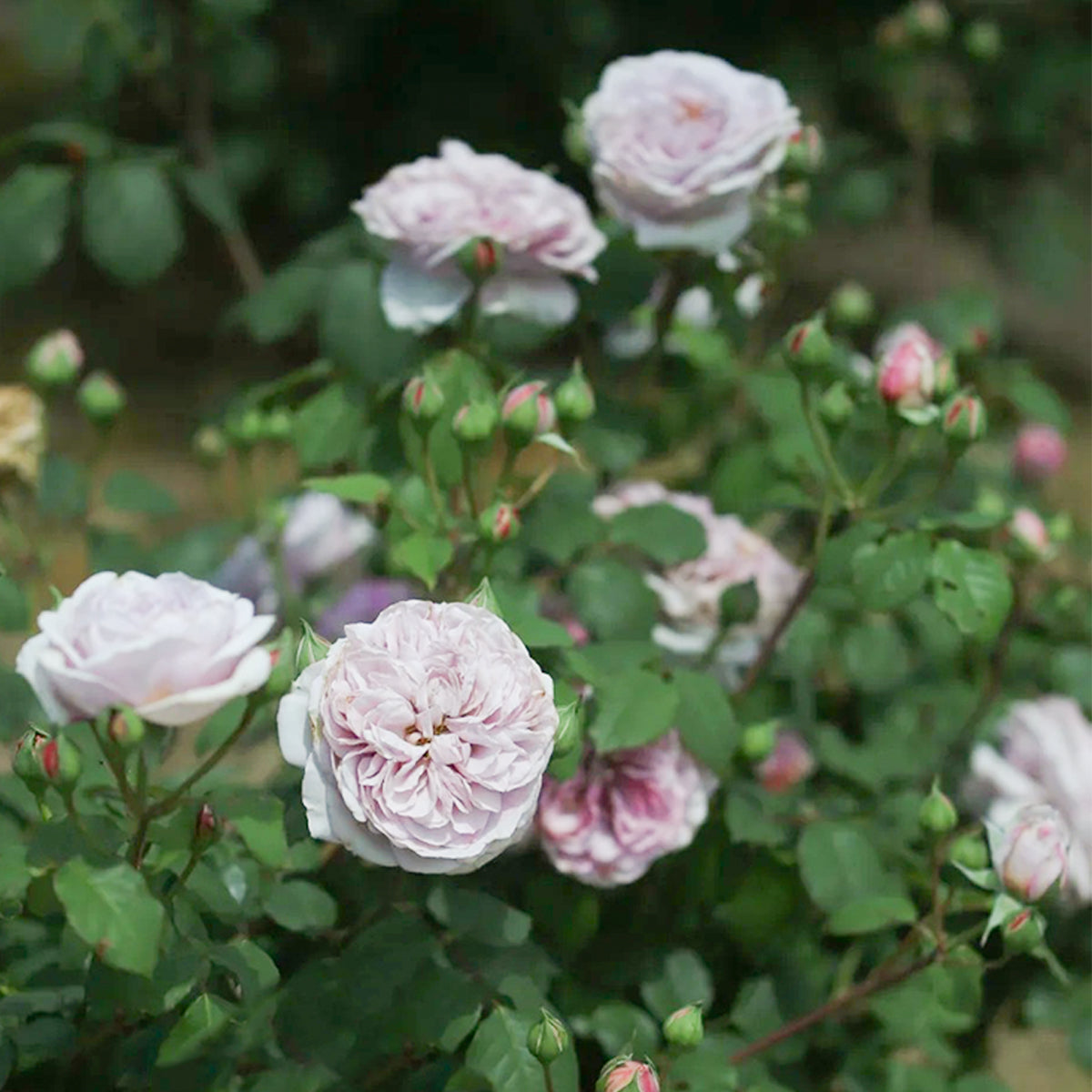 Color of Jupiter Japanese Florist Shrub Rose
