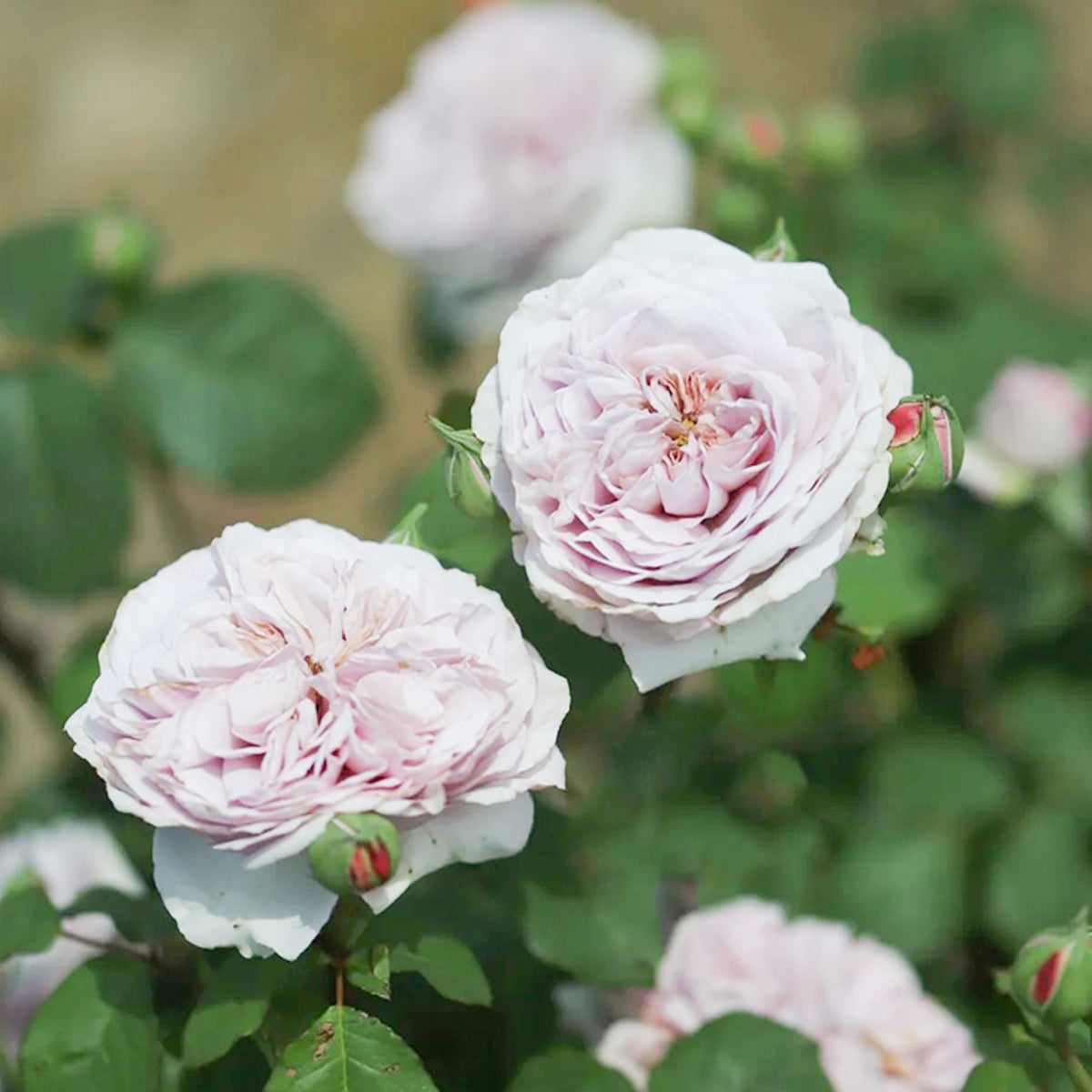 Color of Jupiter Japanese Florist Shrub Rose