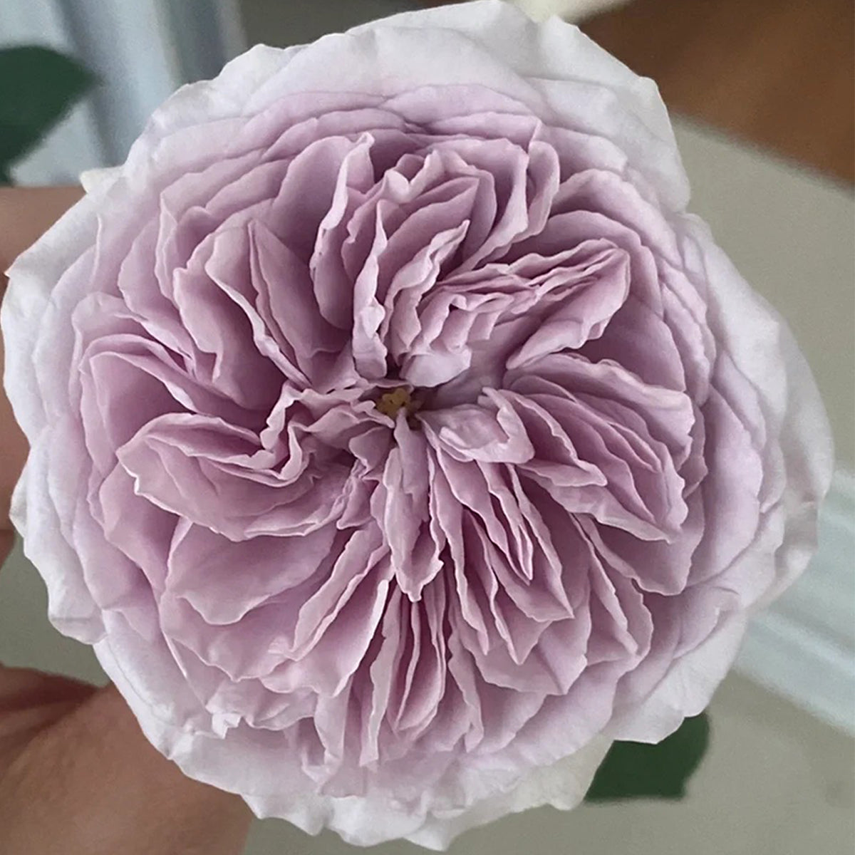 Color of Jupiter Japanese Florist Shrub Rose