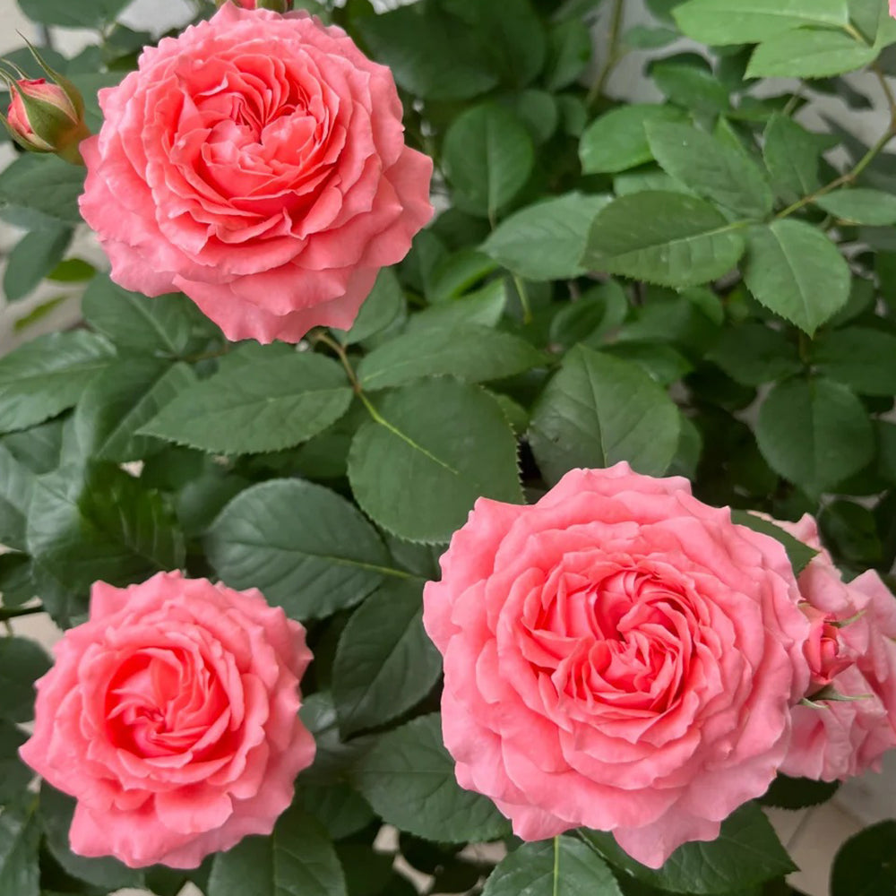 Corail Gelee Japanese Florist Shrub Rose