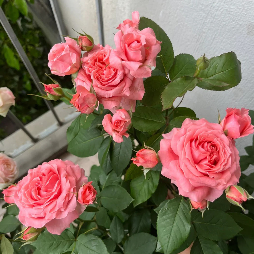 Corail Gelee Japanese Florist Shrub Rose