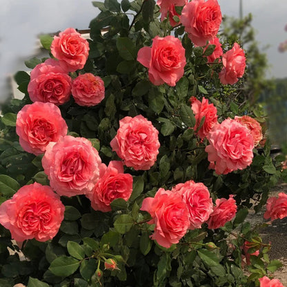 Corail Gelee Japanese Florist Shrub Rose