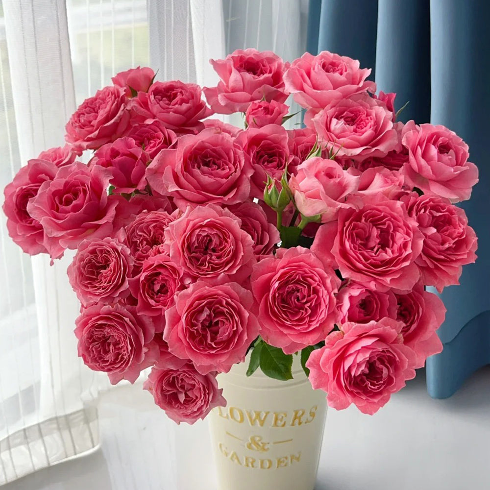 Corail Gelee Japanese Florist Shrub Rose – Highgarden Roses