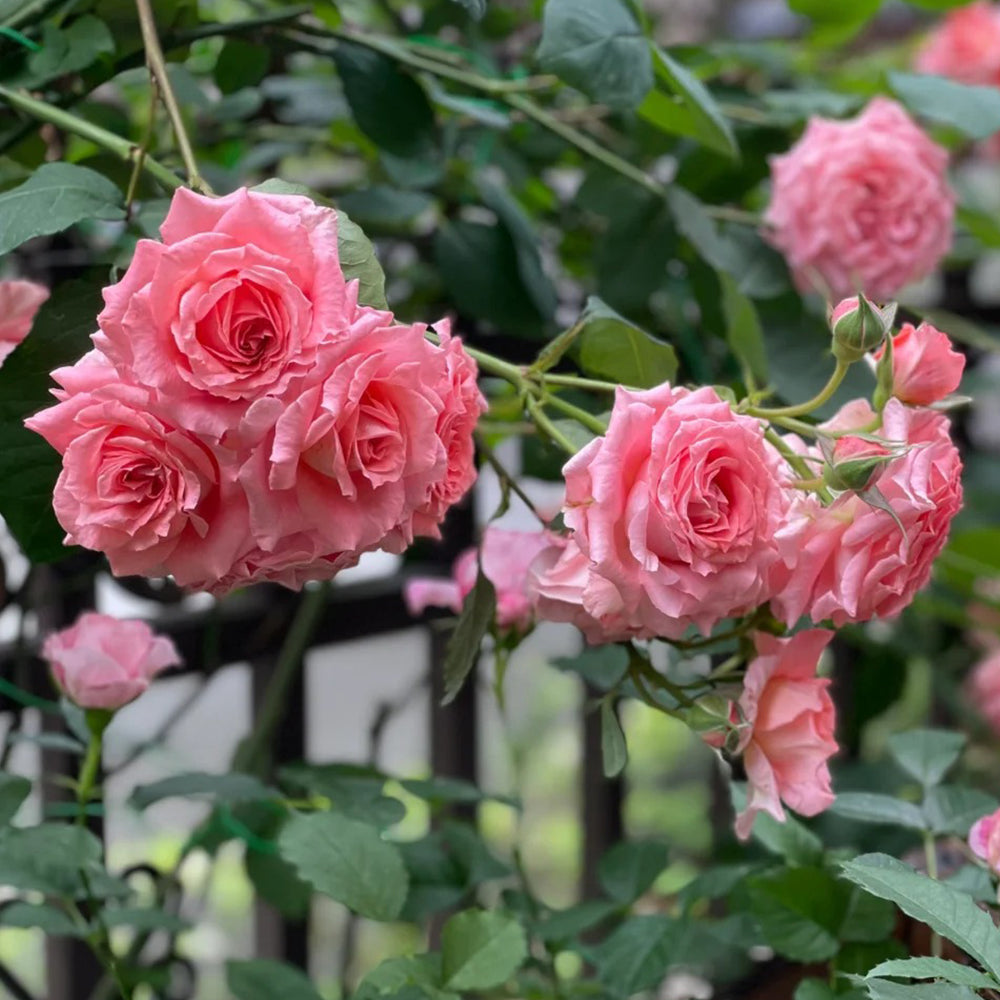 Corail Gelee Japanese Florist Shrub Rose