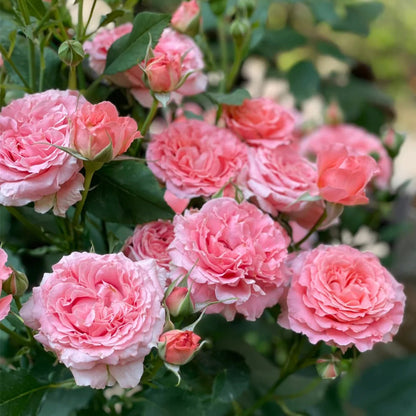 Corail Gelee Japanese Florist Shrub Rose