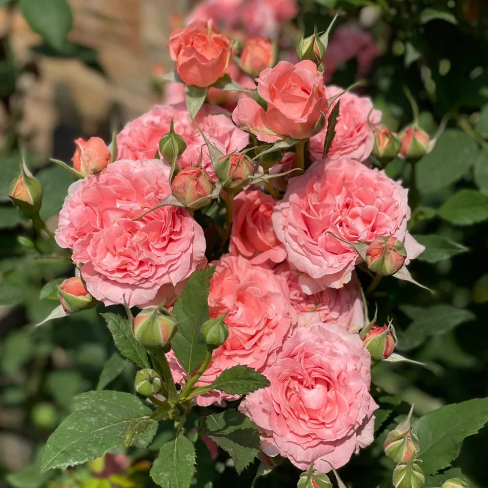 Corail Gelee Japanese Florist Shrub Rose – Highgarden Roses