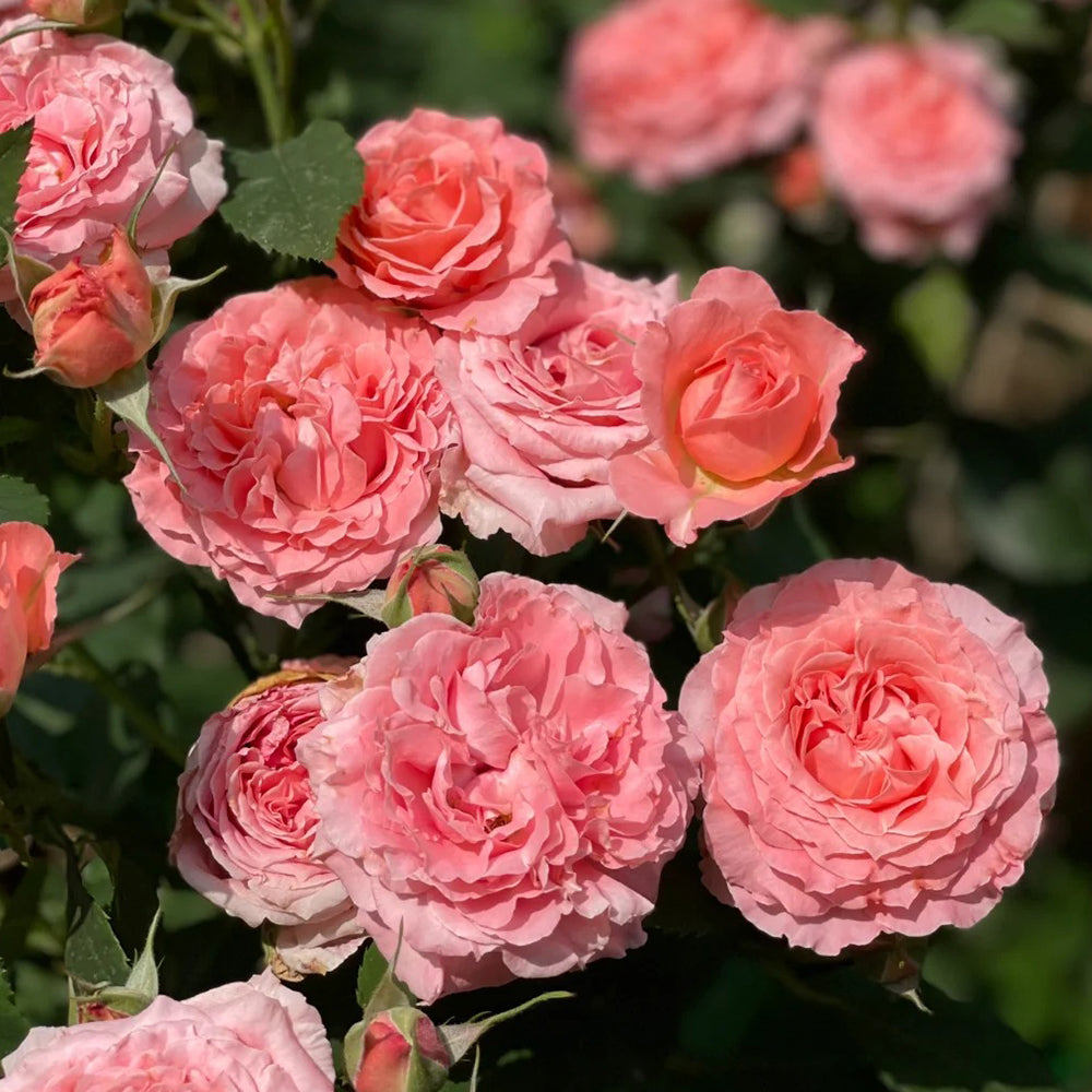 Corail Gelee Japanese Florist Shrub Rose