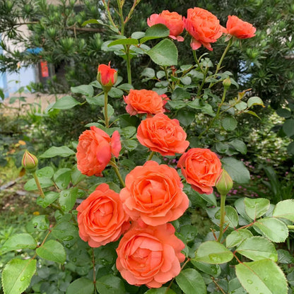 Coral Lions Rose German Florist Shrub Rose