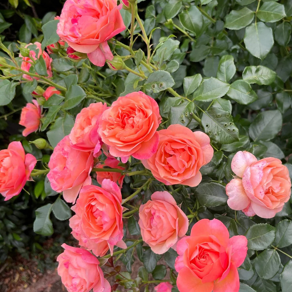 Coral Lions Rose German Florist Shrub Rose