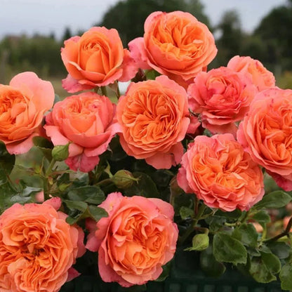 Coral Lions Rose German Florist Shrub Rose