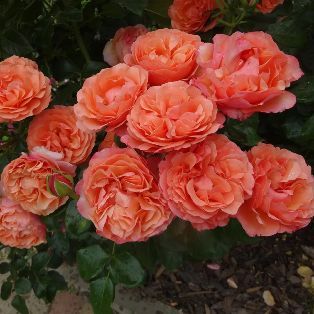 Coral Lions Rose German Florist Shrub Rose