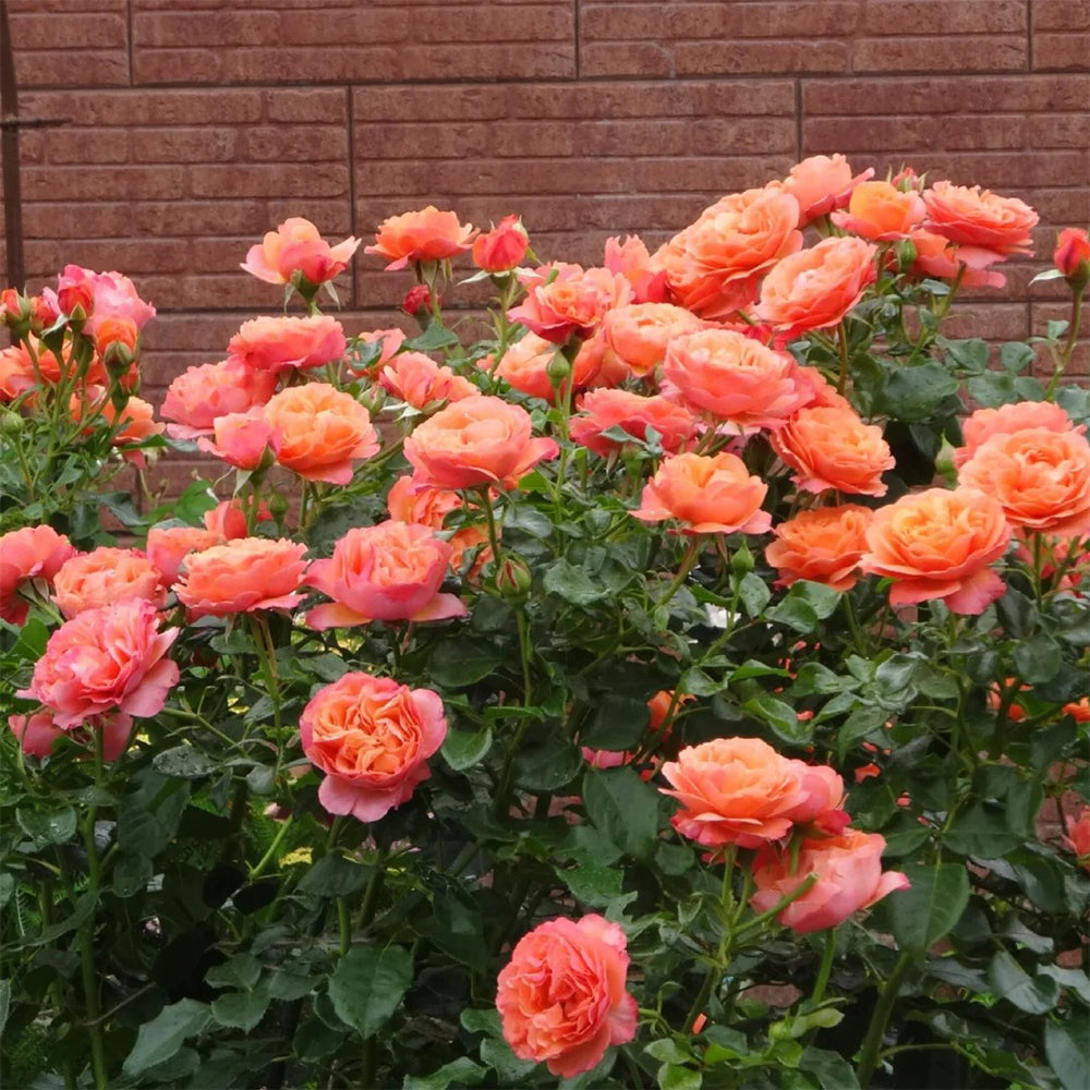 Coral Lions Rose German Florist Shrub Rose