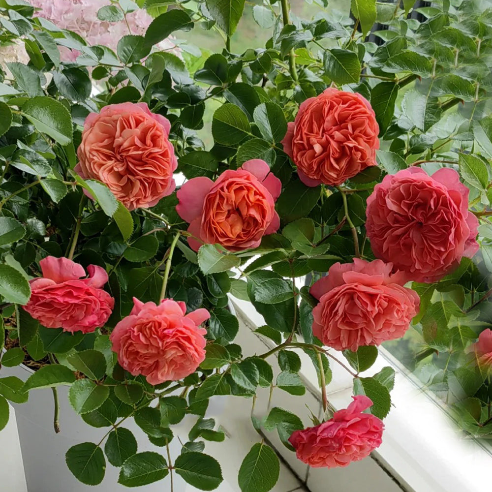 Coral Lions Rose German Florist Shrub Rose