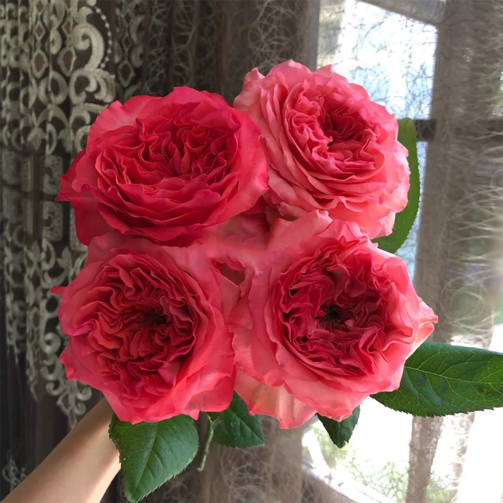 Coral Reeva Dutch Florist Shrub Rose – Highgarden Roses
