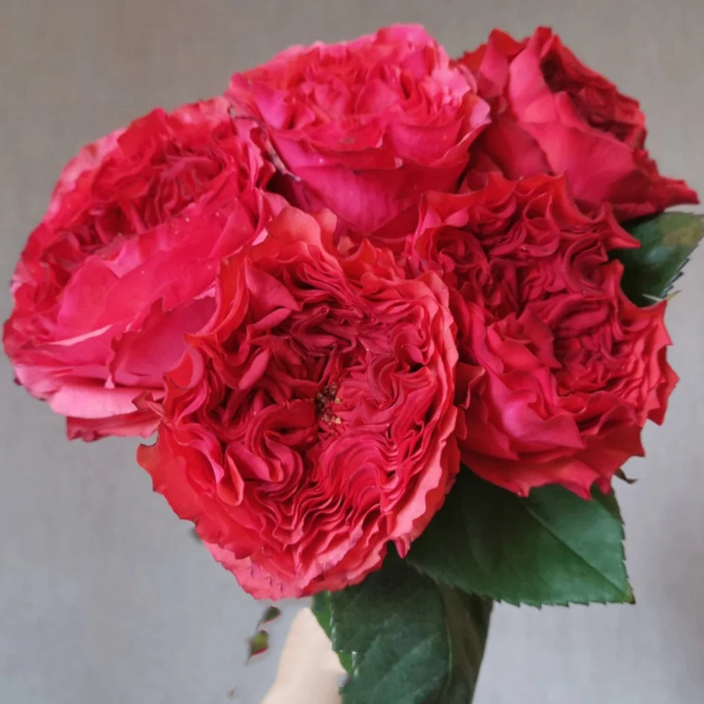 Coral Reeva Dutch Florist Shrub Rose – Highgarden Roses