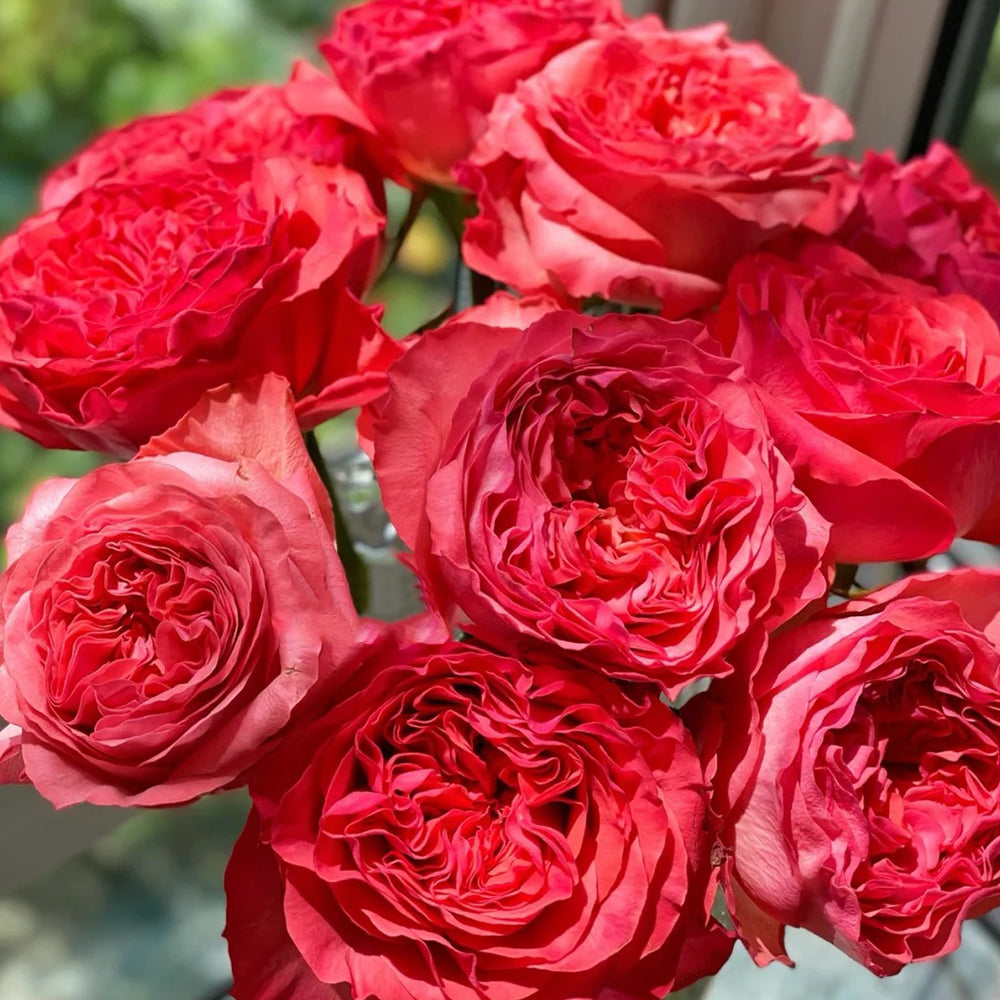 Coral Reeva Dutch Florist Shrub Rose – Highgarden Roses
