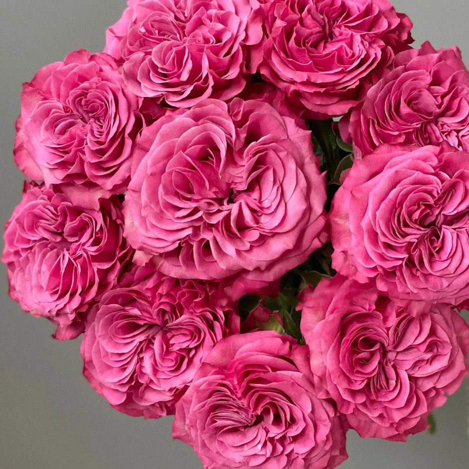 New Arrivals | Premium Rose Bushes | Own Root Garden & Florist Roses ...