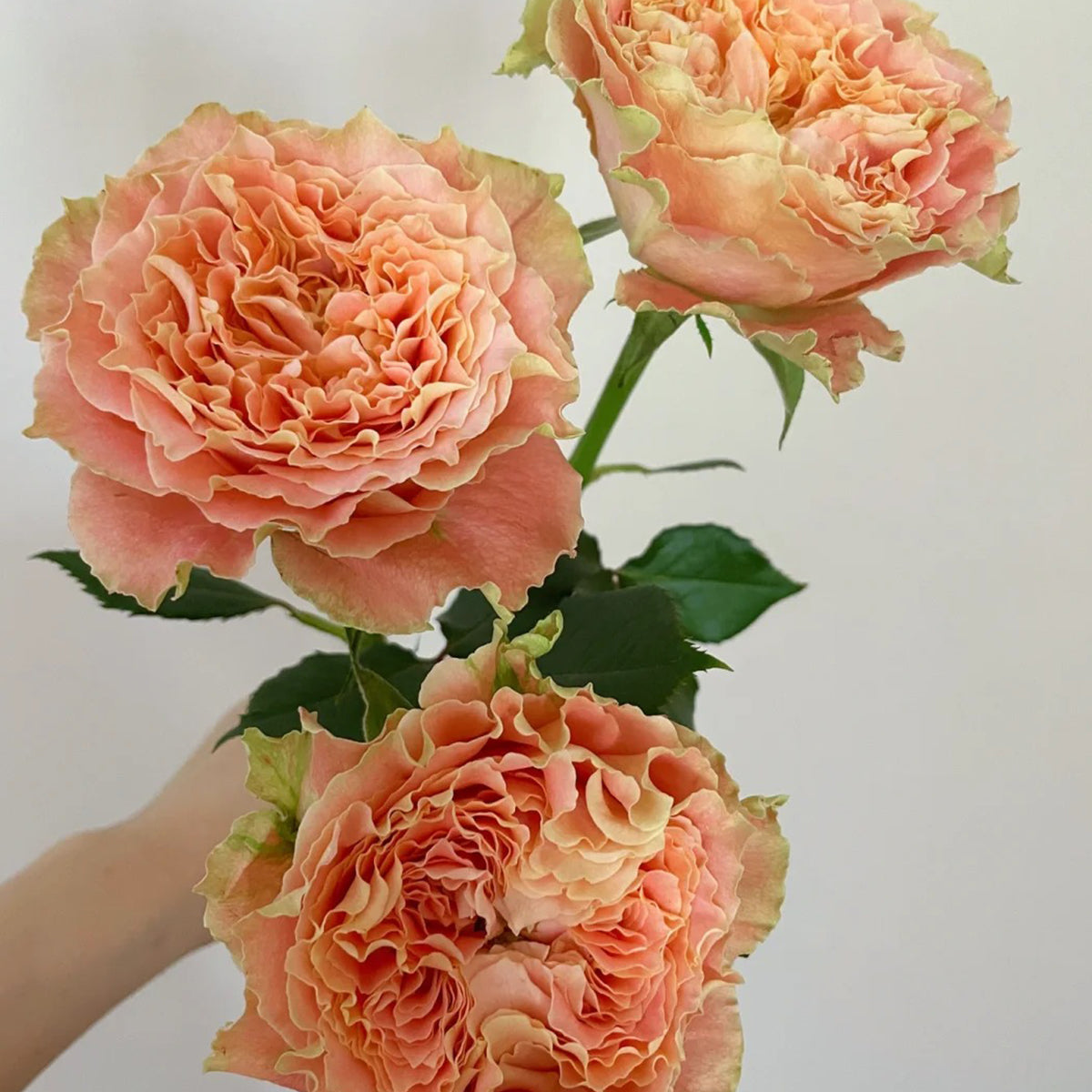 ROSE　クルユア Country Spirit Louise German Florist Shrub Rose Own Root