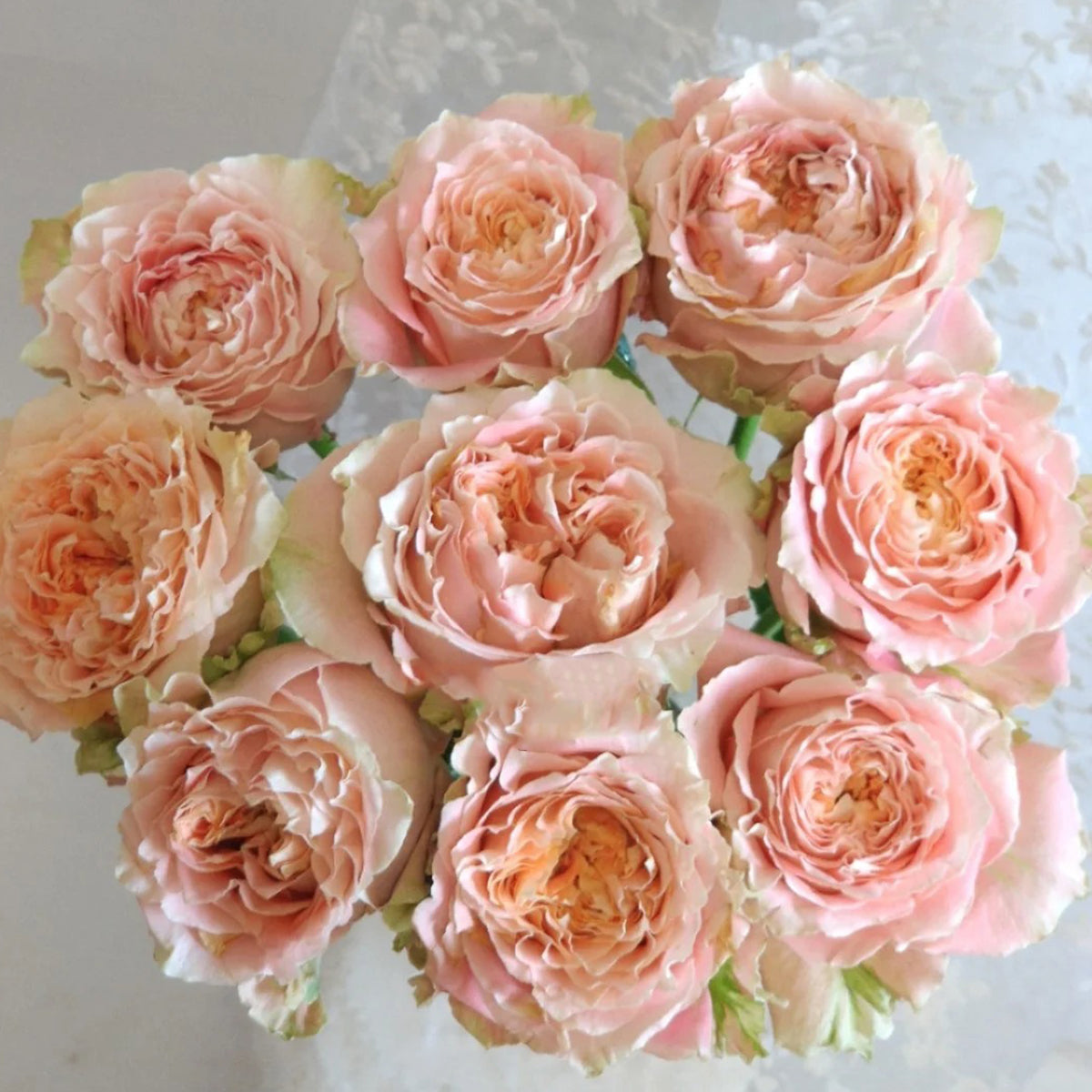 Country Spirit Louise German Florist Shrub Rose Own Root