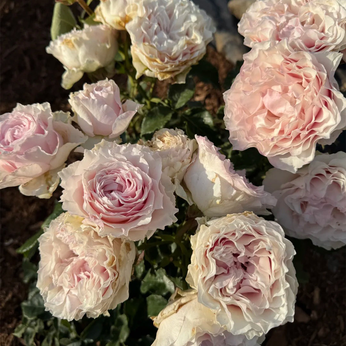 All flowers⭐️新品レア6枚set⭐️限定ROSE  チューリップ　近沢 il_340x270.5789344985_9u44.jpg