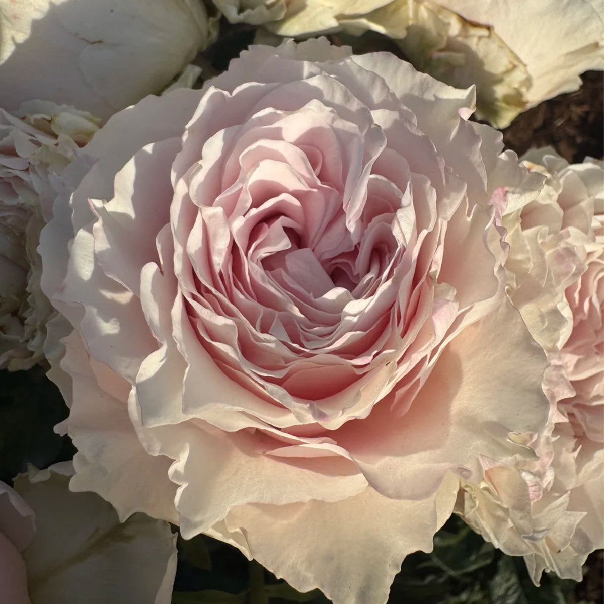 German Florist Hybrid Tea Rose Inspired by Country Spirit Peonia