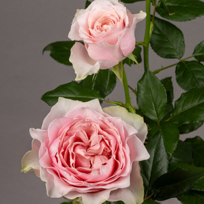 German Florist Hybrid Tea Rose Inspired by Country Spirit Peonia
