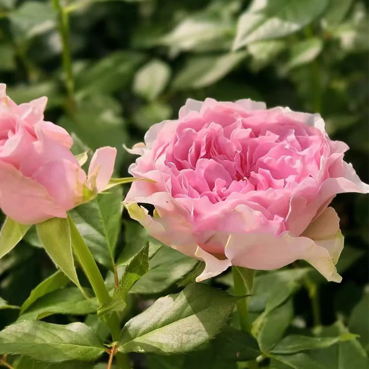 German Florist Hybrid Tea Rose Inspired by Country Spirit Peonia