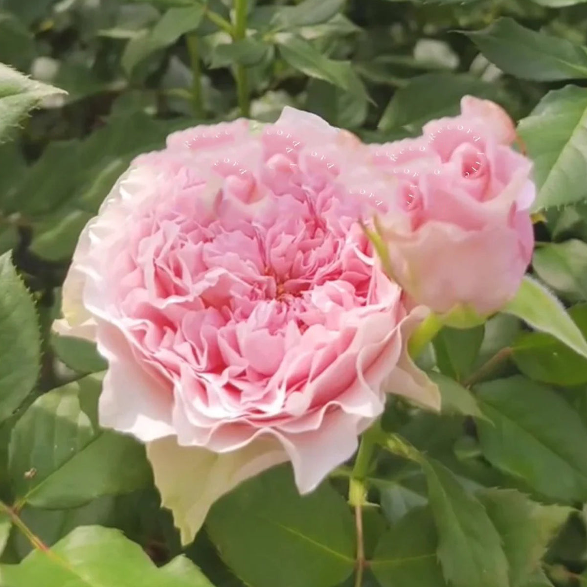 German Florist Hybrid Tea Rose Inspired by Country Spirit Peonia