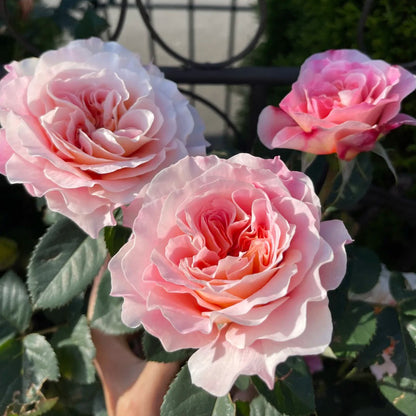 German Florist Hybrid Tea Rose Inspired by Country Spirit Peonia