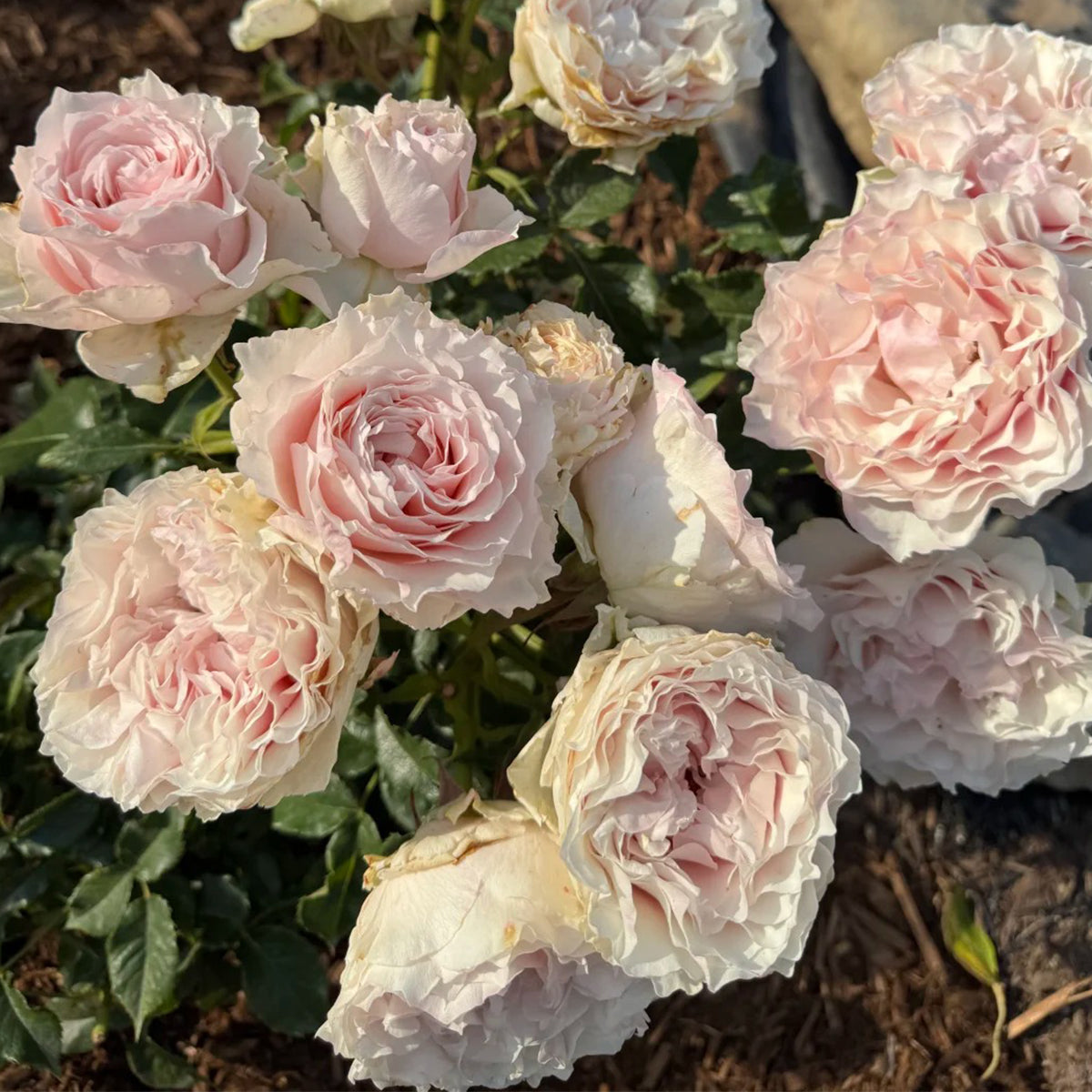 German Florist Hybrid Tea Rose Inspired by Country Spirit Peonia