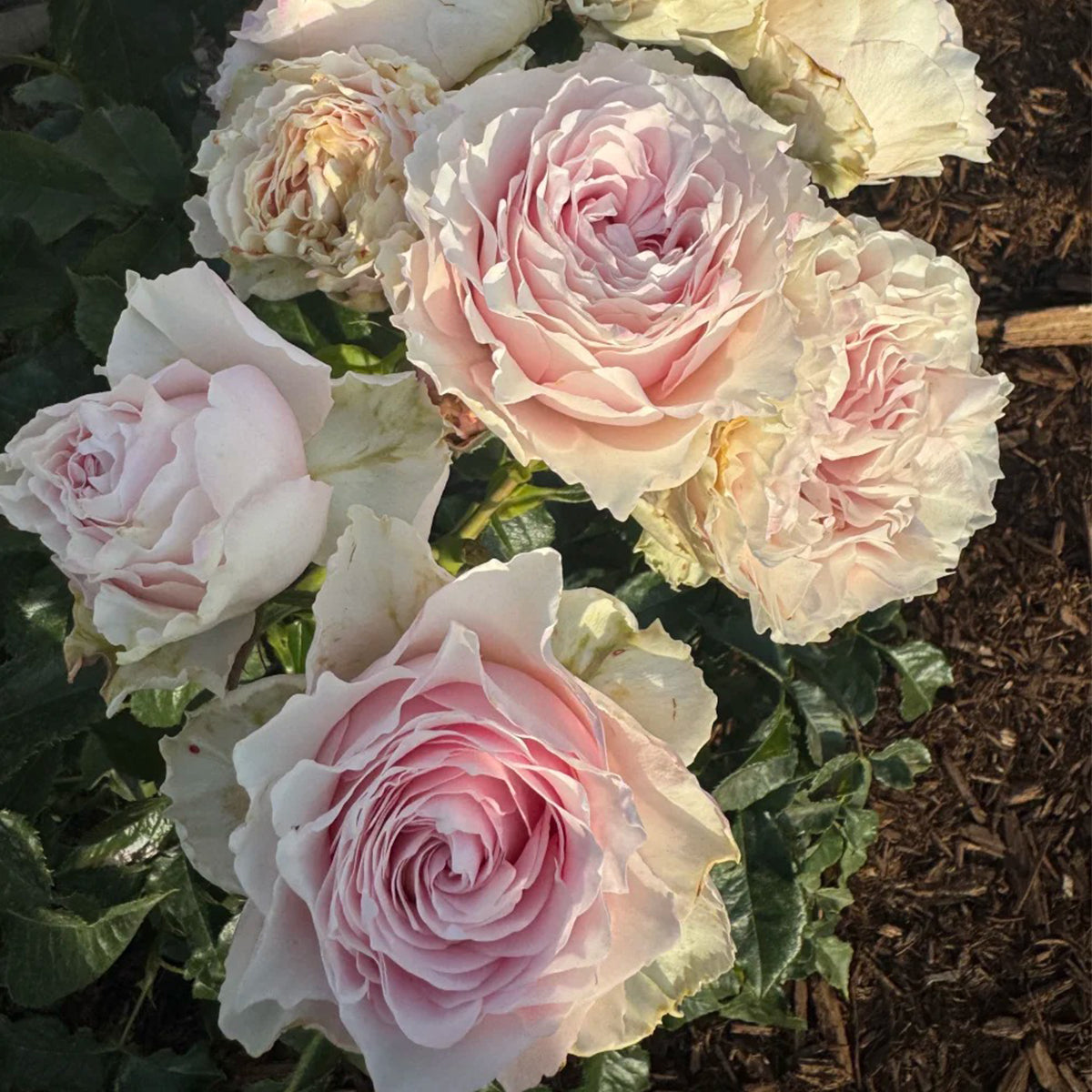 German Florist Hybrid Tea Rose Inspired by Country Spirit Peonia