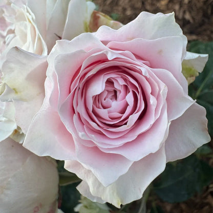 German Florist Hybrid Tea Rose Inspired by Country Spirit Peonia