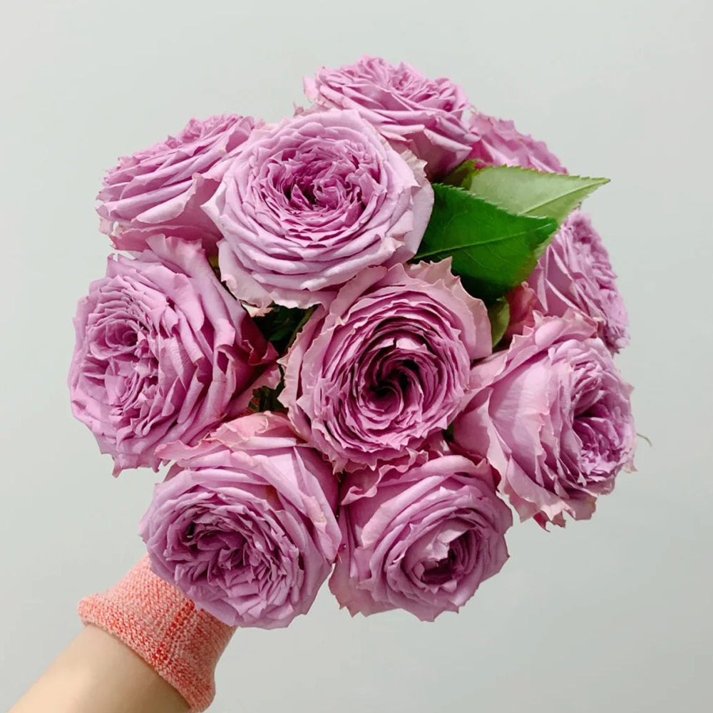 German Florist Shrub Rose Inspired by Country Spirit Song