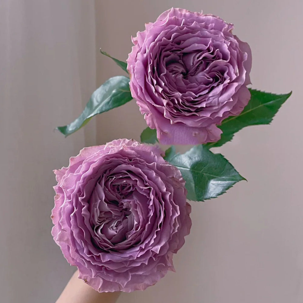 German Florist Shrub Rose Inspired by Country Spirit Song