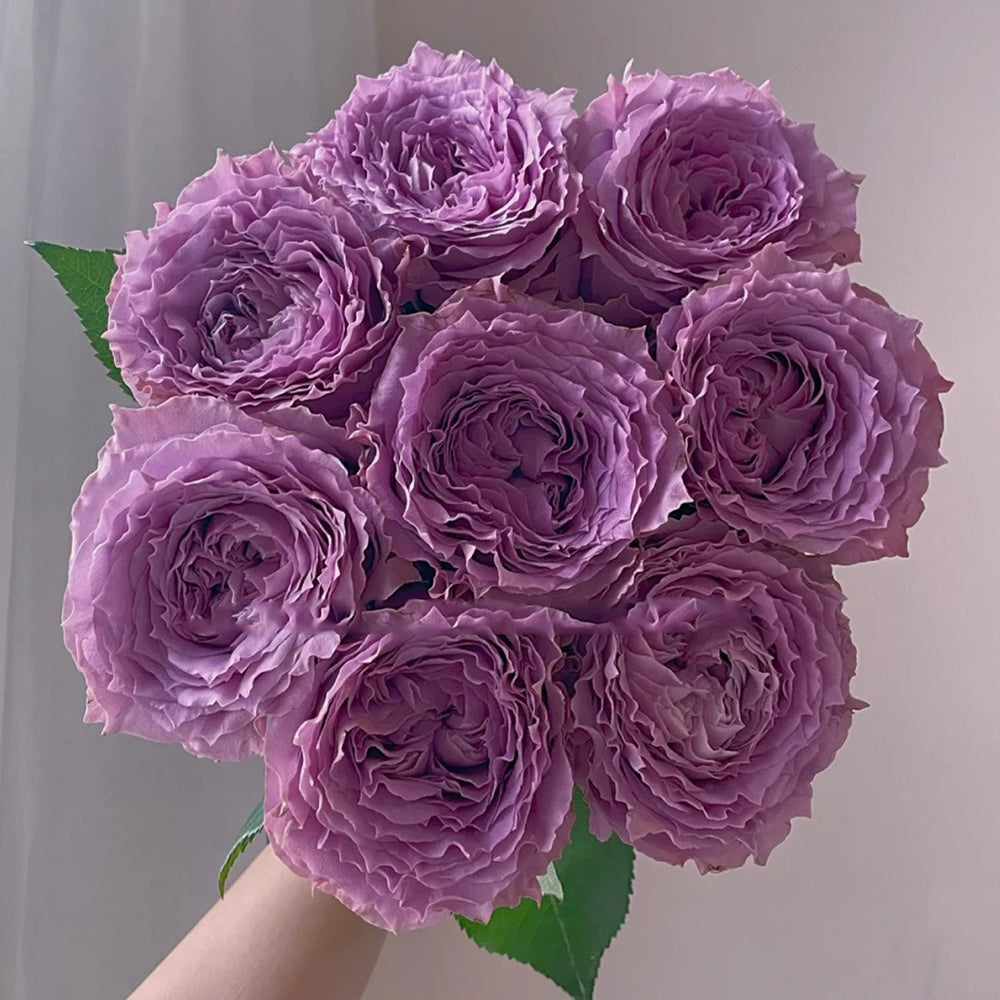 German Florist Shrub Rose Inspired by Country Spirit Song