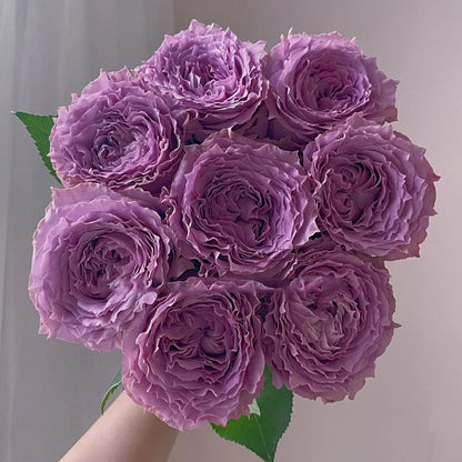German Florist Shrub Rose Inspired by Country Spirit Song