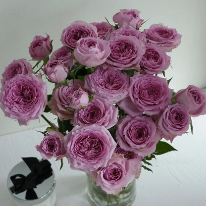 German Florist Shrub Rose Inspired by Country Spirit Song